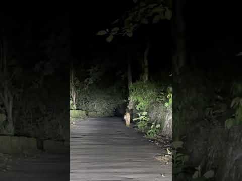 Tiger in Jim Corbett national Park Ramnagar