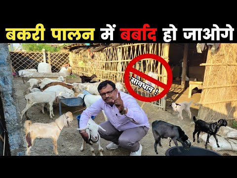 सरकारी नौकरी से बकरी पालन में आए पर बर्बाद🚫 हो रहे हैं क्यों ? Goat farming