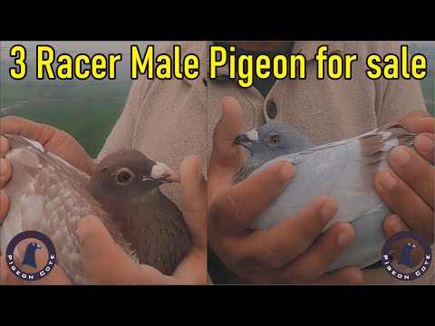 3 Racer Male Pigeon for Sale | Rare Pigeon Bloodline | Waleed Loft | Pigeon Cote