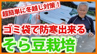 家庭菜園や農園のそら豆栽培で簡単な冬越し作業！ゴミ袋を使った防寒のコツとそら豆の育て方！【農家直伝】