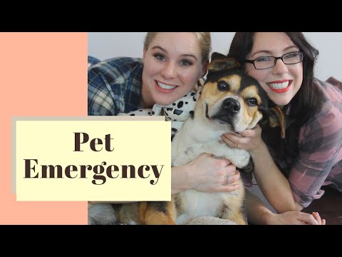 Pet Emergency Prepardness and CPR with Katrina Survivor!