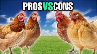 Backyard Chickens: Pros Vs Cons!