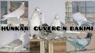 #hünkarigüvercin MİLYARLIK HÜNKARİ GÜVERCİNLER.HÜNKARİ GÜVERCİNİ BAKIM ZORLUKLARI.