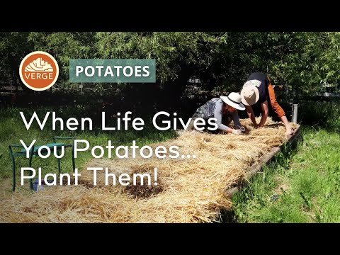 Plant 1 Potato Today for 1000 French Fries in the Fall