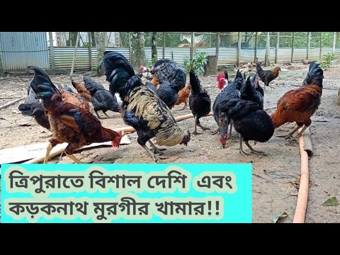 Deshi Murgi and Kadaknath Murgi Farm in Tripura🐔🦃 Chicks available for sale..