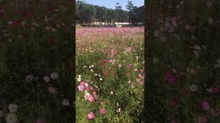 Beautiful place flowers in Taiwan Taichi morning sunny days