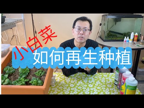 小白菜如何再生种植？再生的菜比买来的还多，看看我是怎做到的！