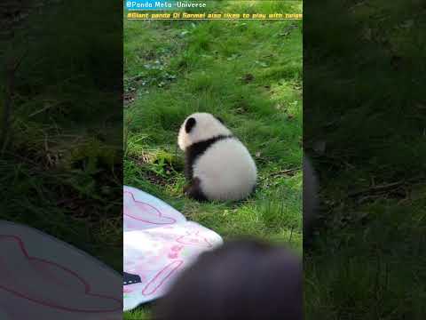 大熊猫齐三妹也喜欢玩小树枝 Giant panda Qi Sanmei also likes to play with twigs #panda #cute #funny #giantpanda