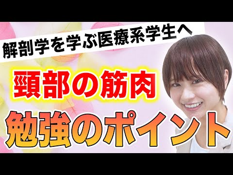 【解剖学】頸部の筋肉を効率よく勉強する方法（医学生・医療系学生向け）