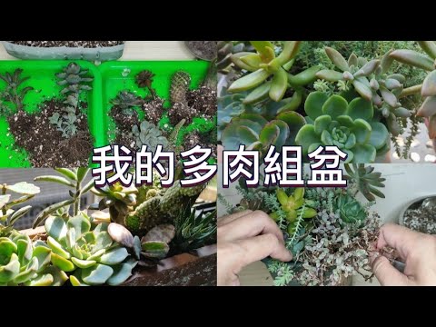 我的多肉組盆|整理多肉植物日常|多肉植物|succulent plants|植物男子