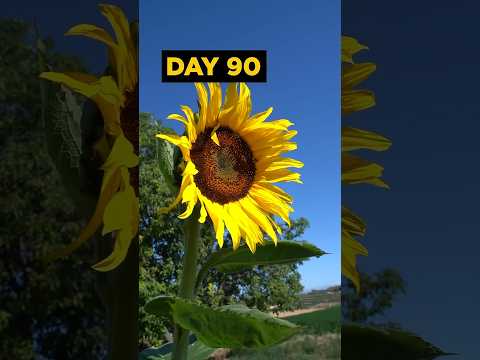 grow sunflowers from seed