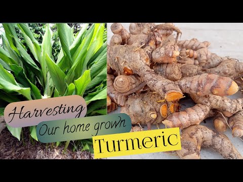 Harvesting our home-grown turmeric