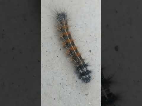 #insects #insects_of_our_world #caterpillar #wow #natural #naturelover #youtubeshorts