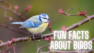 FUN FACTS ABOUT BIRDS FOR KIDS 🦜🐥🦅