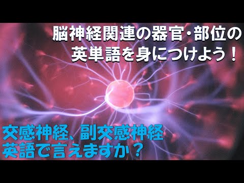 脳神経系関連用語（器官・部位）: 医療英単語シャドーイング・クイックレスポンス No.15