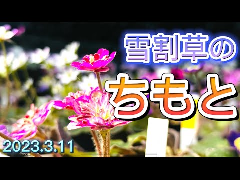 雪割草のちもと。3月11日に知本さんを訪ねました。7000株〜8000株の雪割草が満開です。知本さんが交配して誕生した雪割草も、かわいい😍雪割草は我が子のように育てています。毎年、とても楽しみです♪