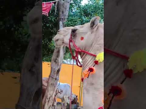 Qurbani ka janwar #qurbani #qurbani2024 #qurbanikajanwar #qurbanicamel #Camel #camelqurbani #eid