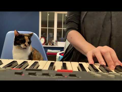 5 minutes of cat-interrupted piano learning