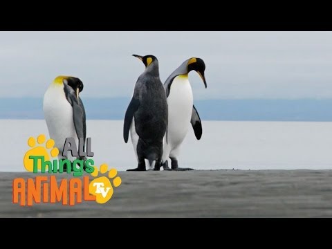 * PENGUIN * | Animals For Kids | All Things Animal TV