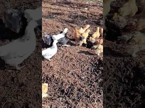 Chicks Enjoying winter sun| #fjfarms #chicks #fancychicken #backyardchicken #farmlife #forsale