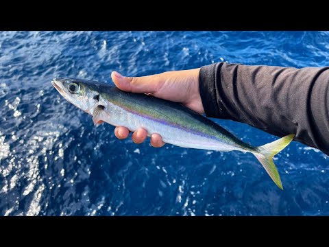 釣れた魚を堤防の足元に投入すると想像を絶する大物が喰ってきました…