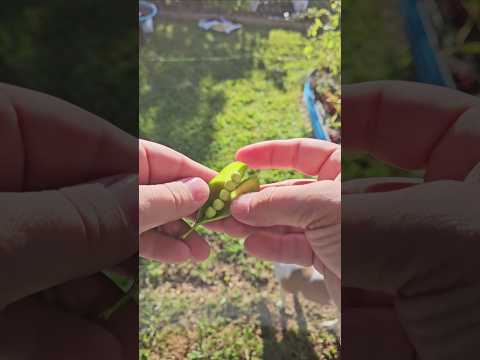 First Peas of the Fall || DHBG