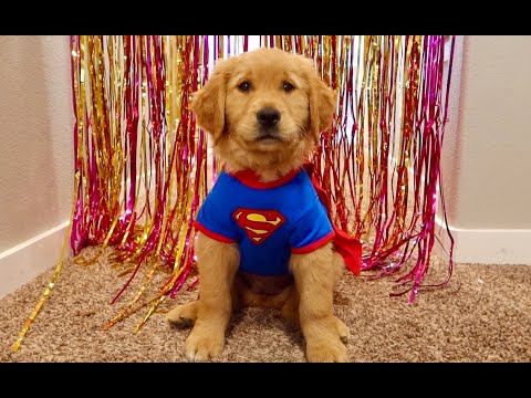 My Puppy's Costume Runway Show! Life of Summer