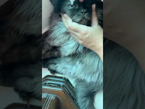 Cat getting eye drops #cat #funnycats #catlover #catvideos