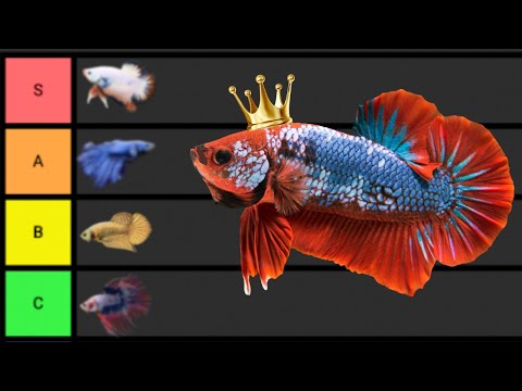 Ranking The BEST Betta Fish