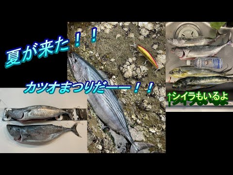 カツオが良く釣れてます！！