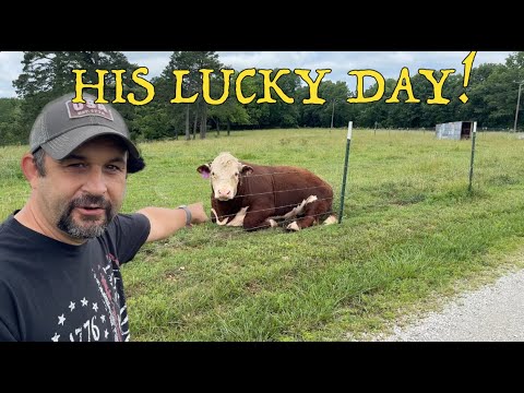 Our BULL finally meets the COWS!  PLUS a NEW Animal on the homestead.