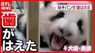 【パンダ】上野の双子赤ちゃんパンダ　歯が生えた