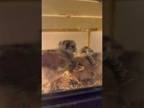 New chicks just arrived