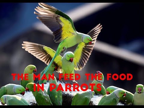 The Man Feed the Food in Parrots