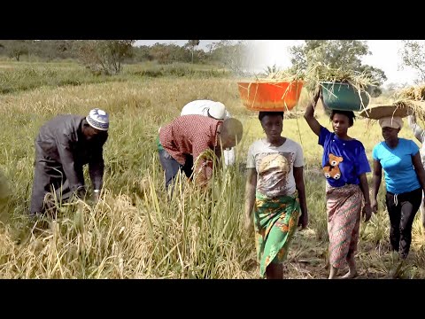 KOREAN RICE HARVEST IN GUINEA