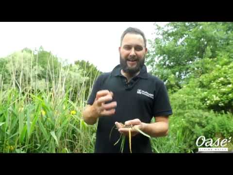 The secrets of British toads with the Wildlife Trust and OASE