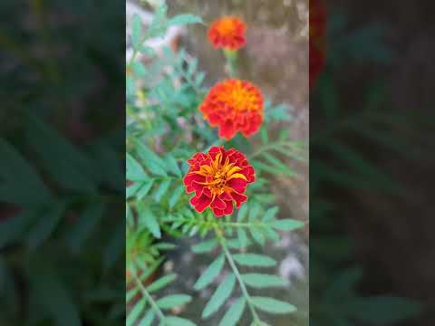 Beautiful Frenchmarigold Flowers #marigold #marigoldflowers #frenchmarigold #gendaphool #jafrigenda