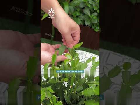 I caught the tip of the christmas cactus #garden #gardentips #gardening #viral #foryou #gardencare