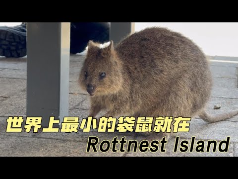 新加坡飞澳大利亚珀斯就为了上Rottnest Island 看小袋鼠！上岛攻略送给你！