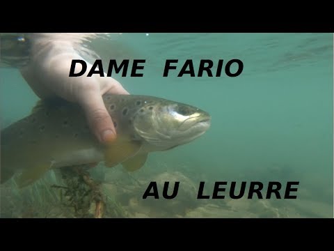 truite au leurre , les belles fario sont la !