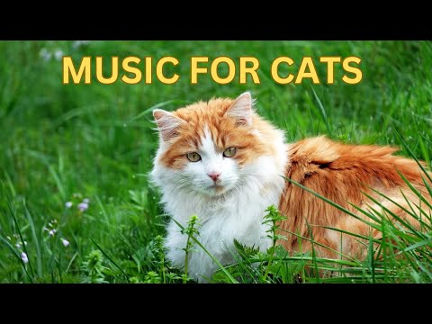 5 HOURS of Music for Cats with Anxiety - Music for cats in heat - Music for #cats to sleep 🐱