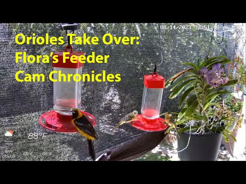 Orioles Take Over: Flora's Feeder Cam Chronicles & Birdwatching Delights!