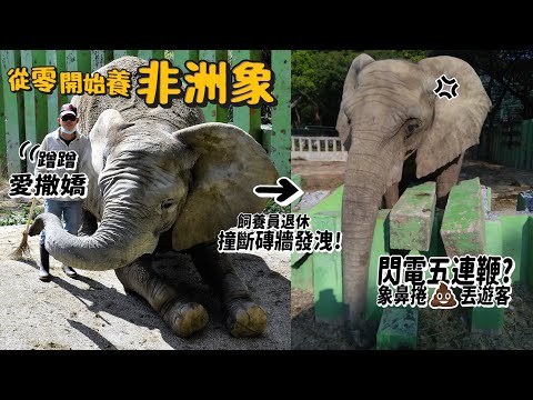 【從零開始養】非洲象!草原王者!象鼻捲大便丟遊客?閃電五連鞭!巨鼻可把人甩飛?【許伯簡芝】