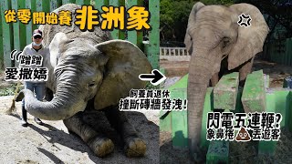 【從零開始養】非洲象!草原王者!象鼻捲大便丟遊客?閃電五連鞭!巨鼻可把人甩飛?【許伯簡芝】