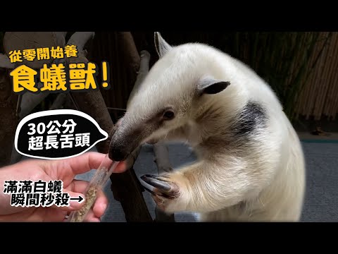 【從零開始養】食蟻獸!30公分超長舌頭!手指奇特!走路像大猩猩?隨時斷電?【許伯簡芝】