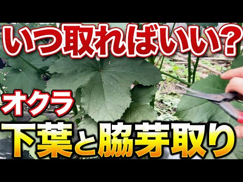 【見たらやれ！】オクラ栽培成功のための作業内容について