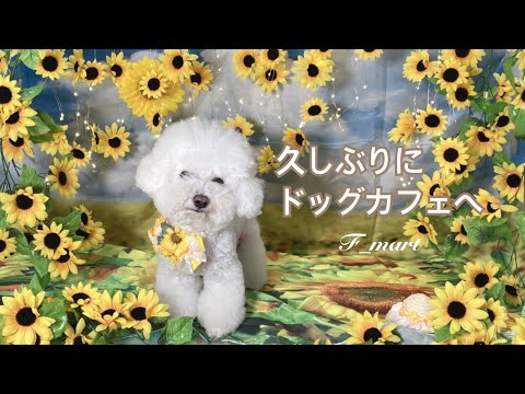 久しぶりにドッグカフェへ　ｰビションフリーゼ犬ｰ