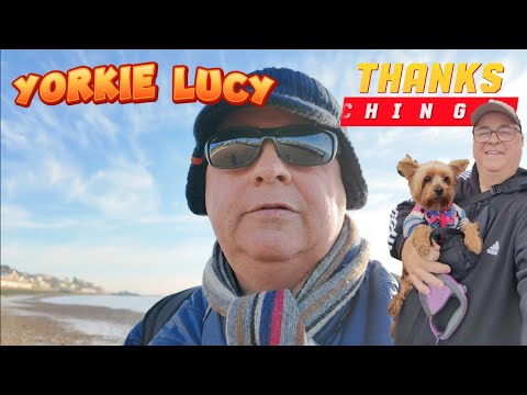 Yorkie Lucy Yorkshire terrier let's play fetch on the beach