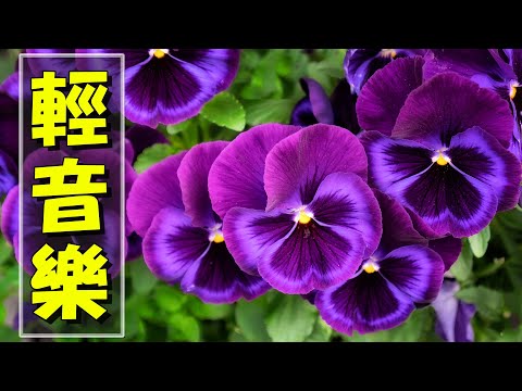 【非常好听】🎷🎷週末聽50首最好的老音樂 🌺早上最適合聽的輕音樂 🎵 每天調心洗滌心性 - 薩克斯風 - 無廣告音樂  - 轻音乐 - 探戈老歌 Old Taiwanese Music