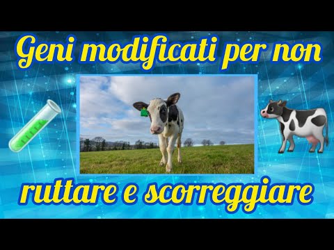 È nata Hilda: la mucca che non inquina!